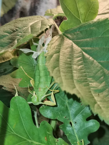 moulting leaf insect
