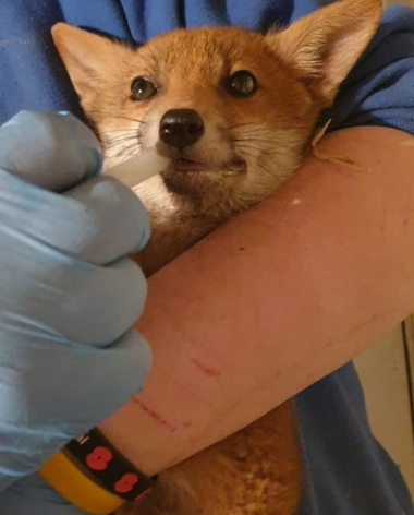rescue fox