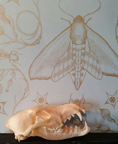 moth wallpaper skull