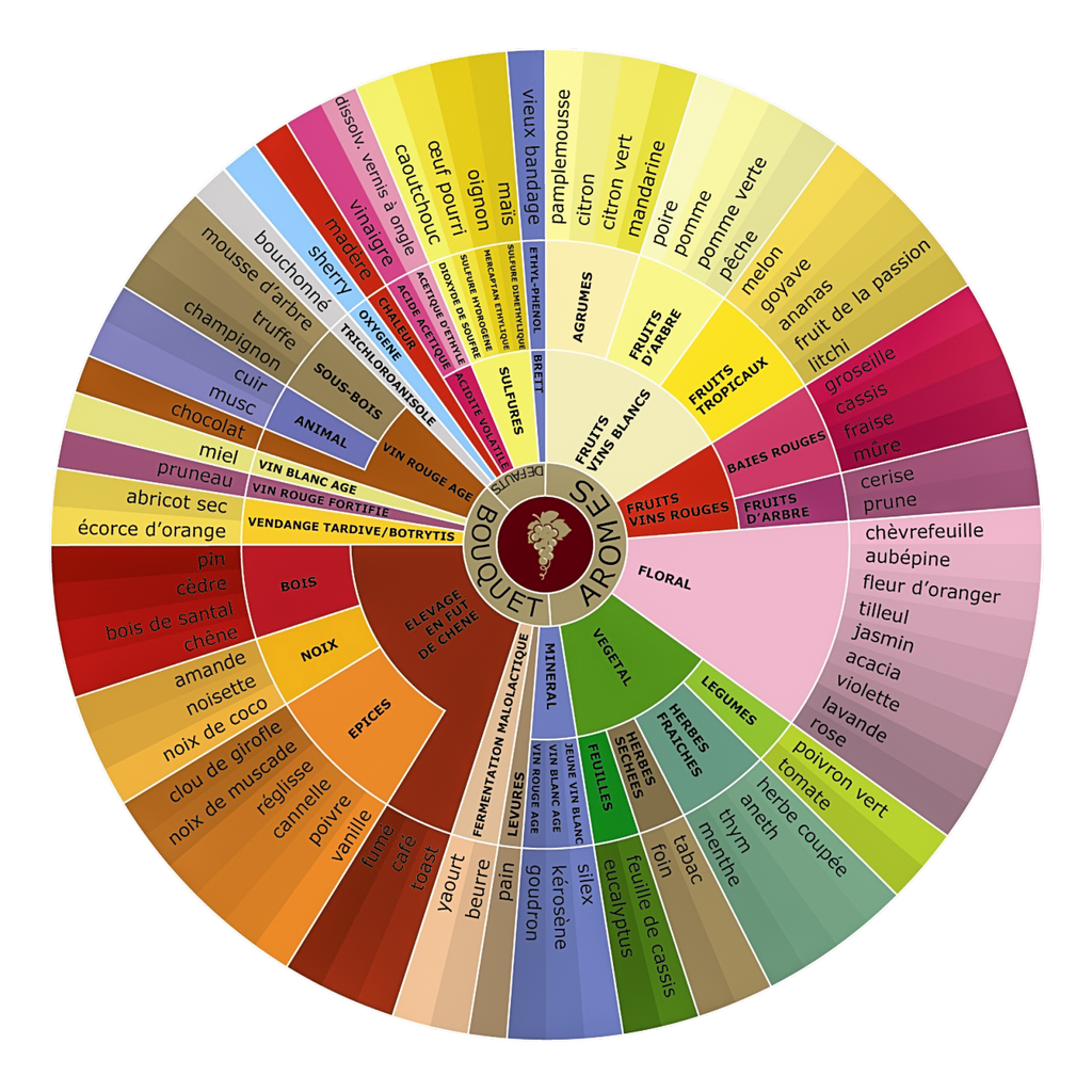 roue aromatique du vin dégustation œnologique