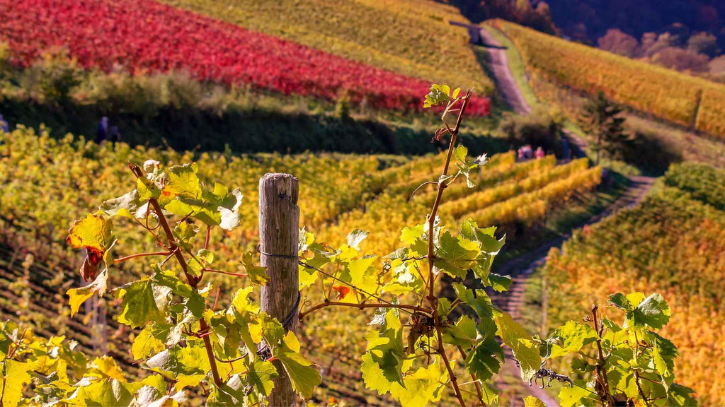 Pate eines Weinstocks werden