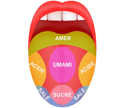 zones-papilles-gustatives-amer-sale-sucre-acide-umami