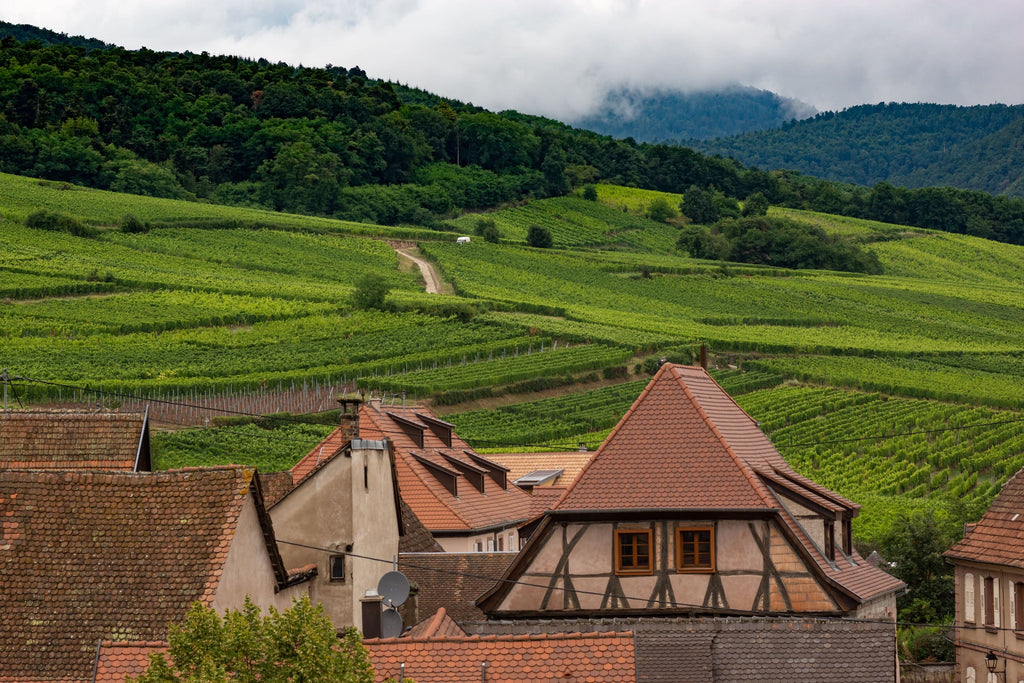 vineyard landscape wine tourism gift idea around wine