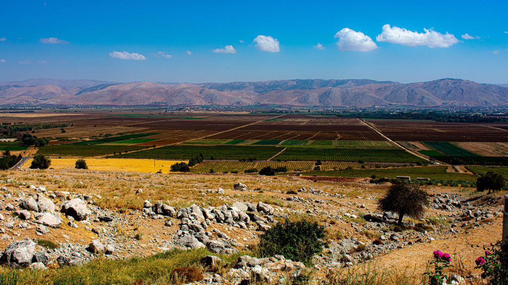 vallée de la bekaa Liban vignoble du château Musar