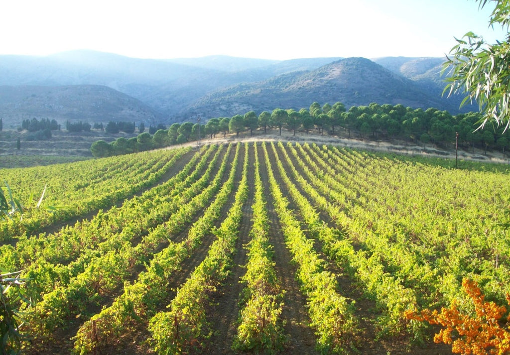 vineyards of Chateau Musar in Lebanon in the Bekaa Flakon Valley