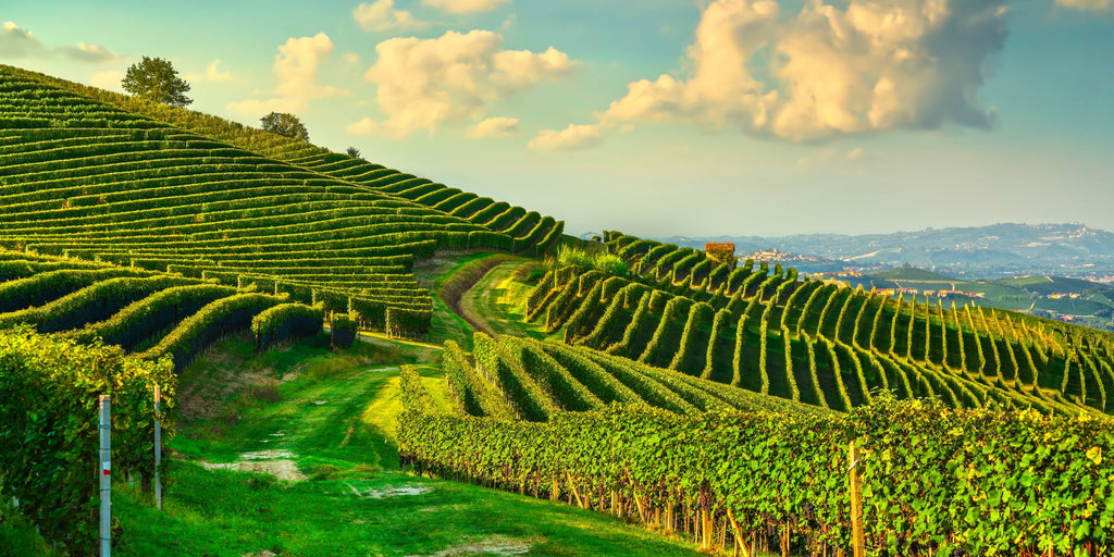 vignes piémontaises vin italien