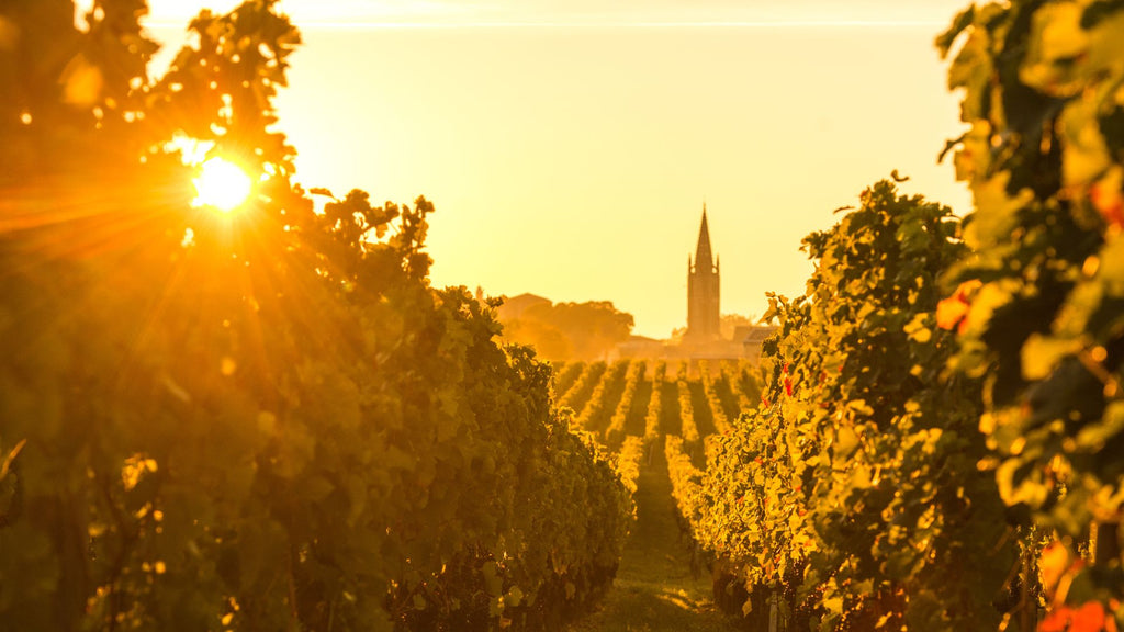 the Bordeaux vineyard trashed by the public