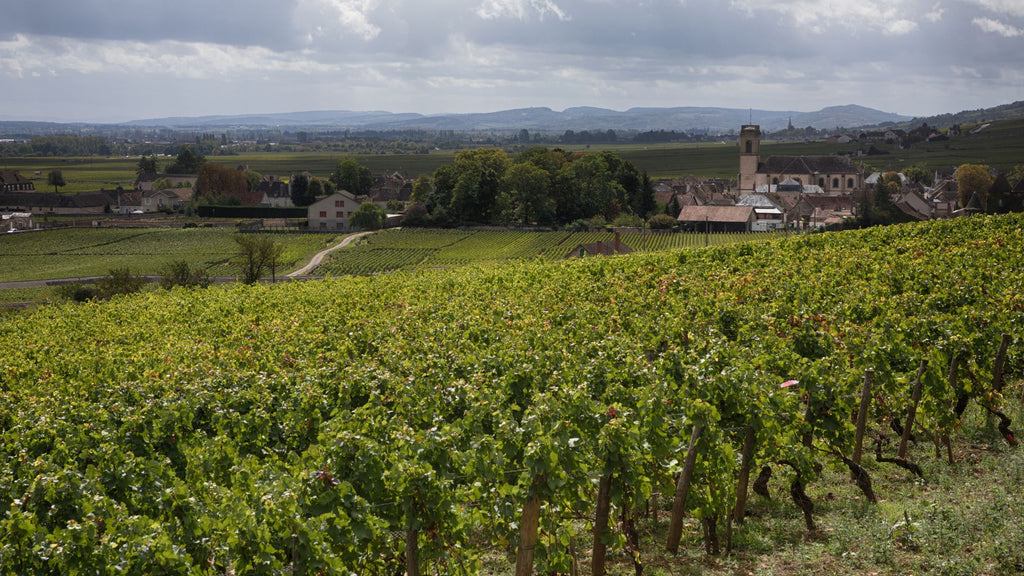 Pommard vineyard the trap of appellations