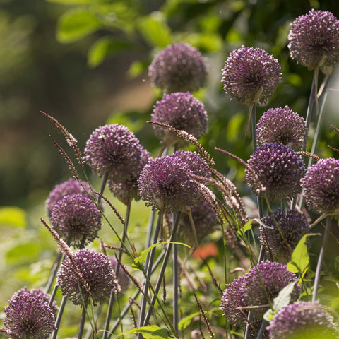 Allium Summer Drummer