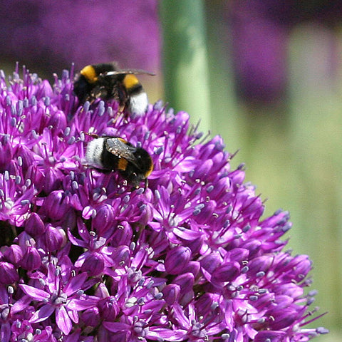 Allium  Ambassador