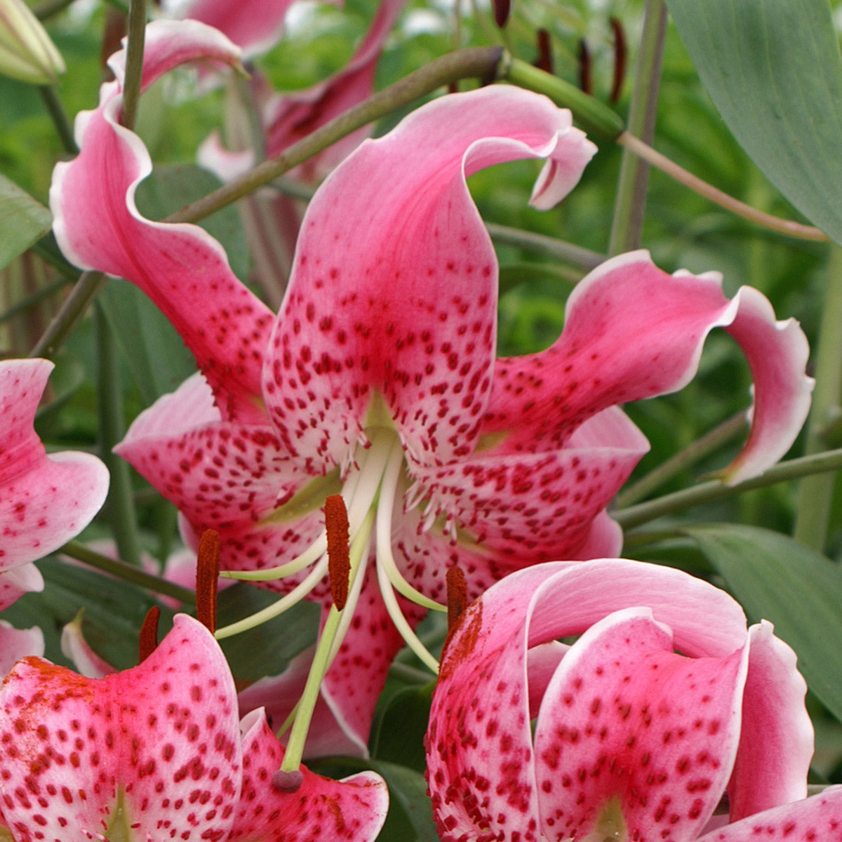 Lily speciosum Uchida (Lilium) - Fluwel