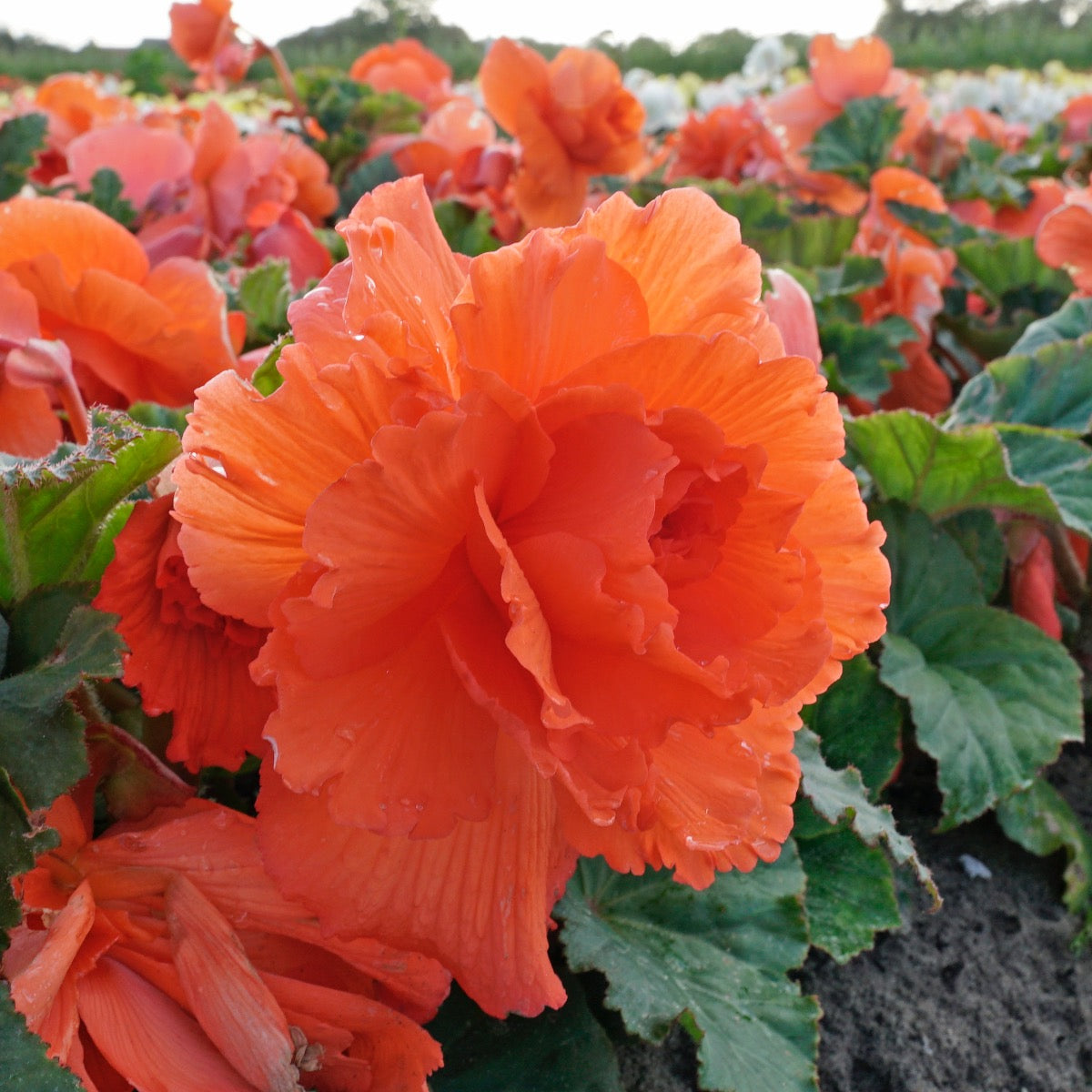 Begonia Ruffled Salmon - Fluwel