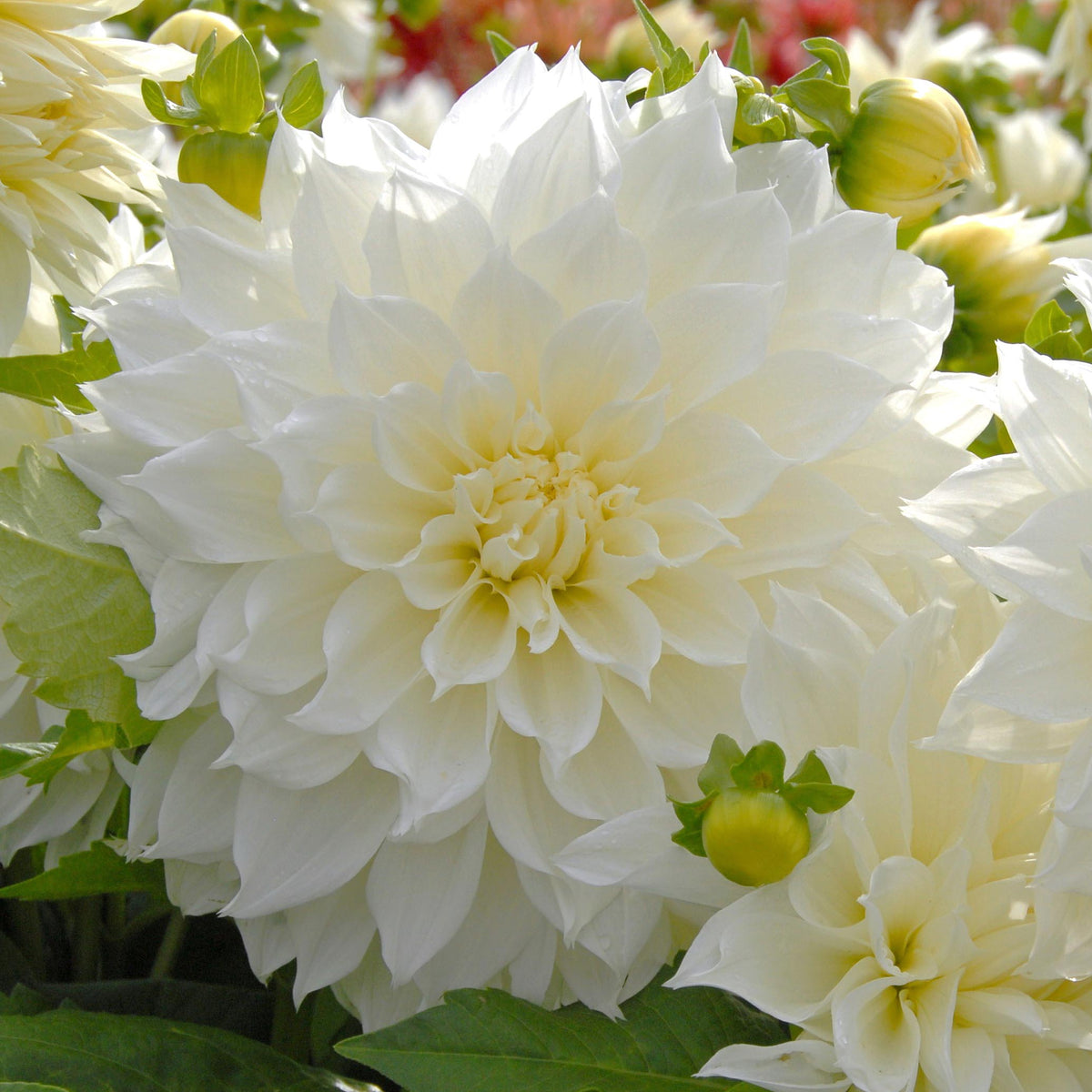 Dahlia Cafe Au Lait Twist 1pk – West Coast Seeds