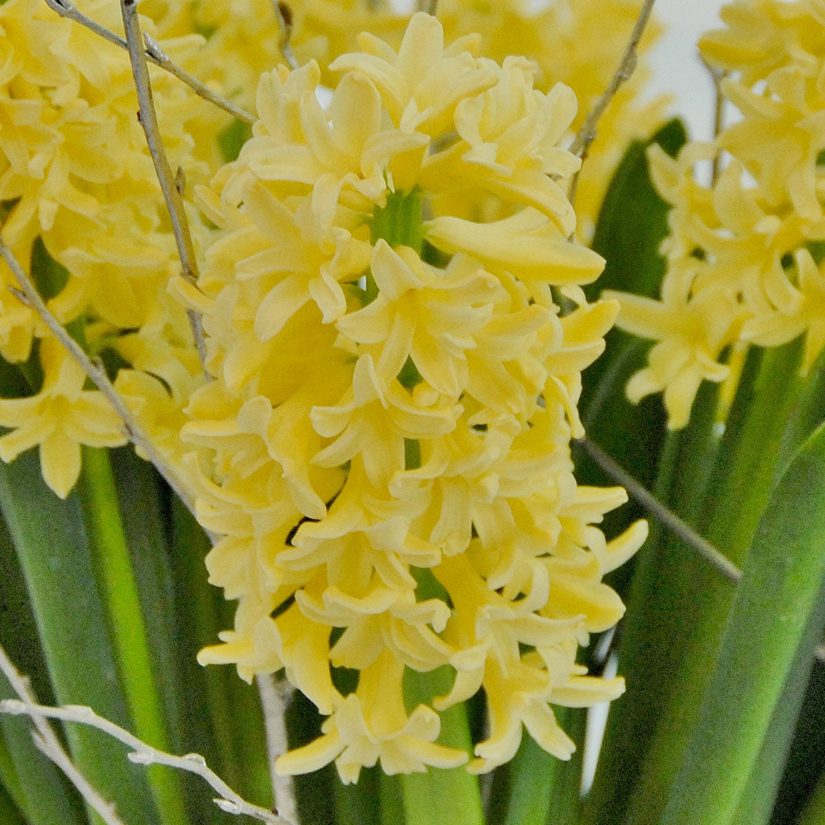 Carlton Daffodil Bulbs, Always Wholesale Pricing