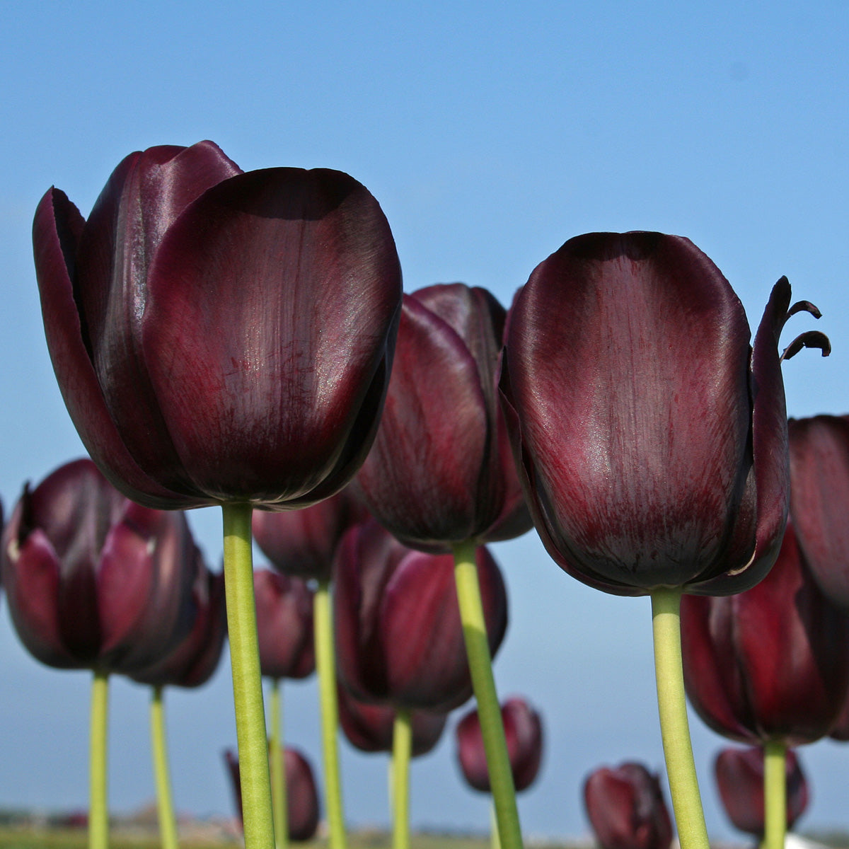 Tulip Queen of Night (Tulipa) - Fluwel
