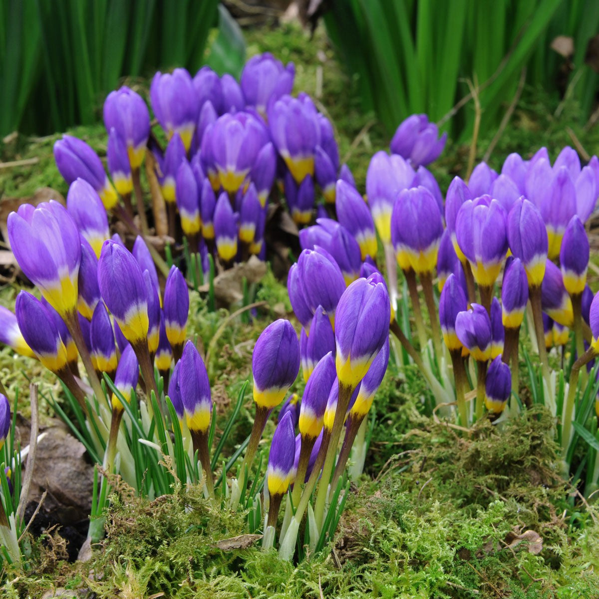 Crocus Tubers Online