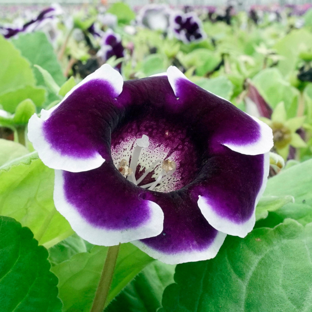 Gloxinia Kaiser Wilhelm 