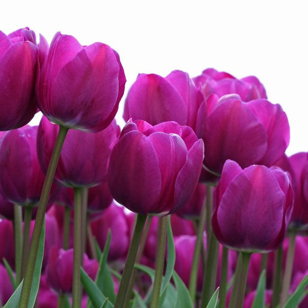 blue tulips hd