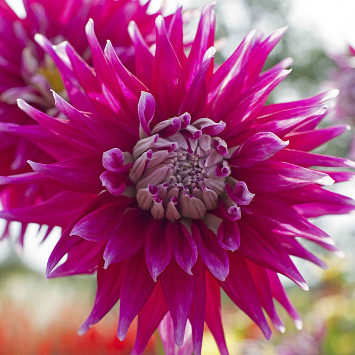 About Dahlia Tubers