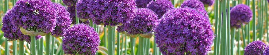 Allium Bulbs