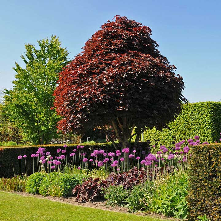 Allium as Garden Flowers