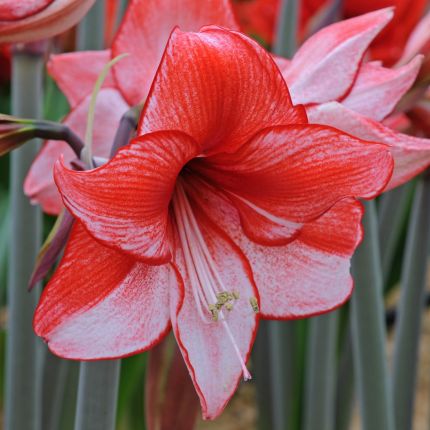 Amaryllis