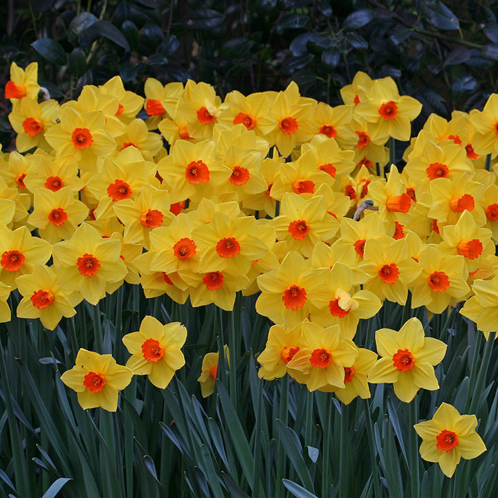 Buy daffodil bulbs