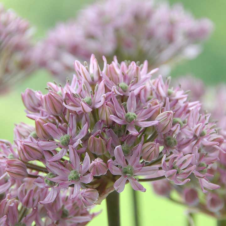 Buying Allium Bulbs Online