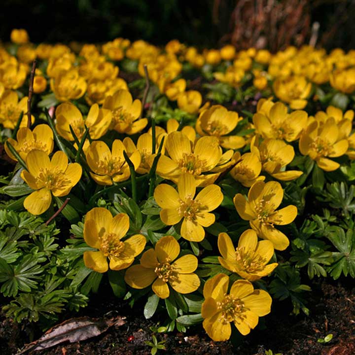 Buying Eranthis Online