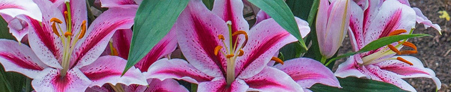 Buying Lilies Online