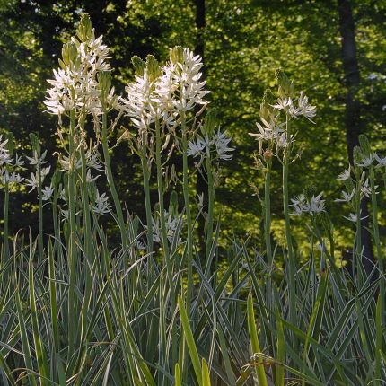 Camassia bloembollen