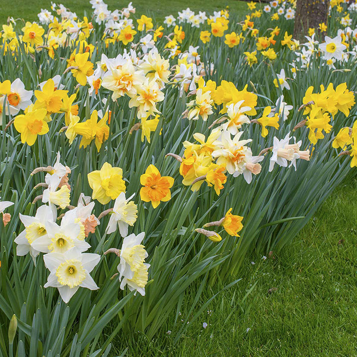 Daffodil bulbs in the garden