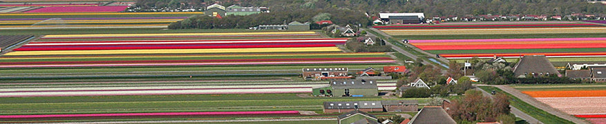 Flower bulb areas