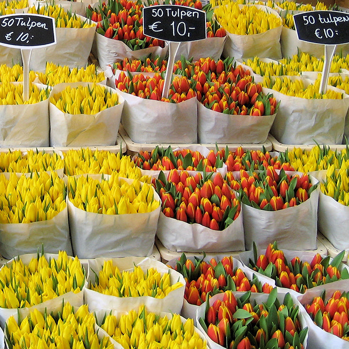 Flower bulb trade in Netherlands