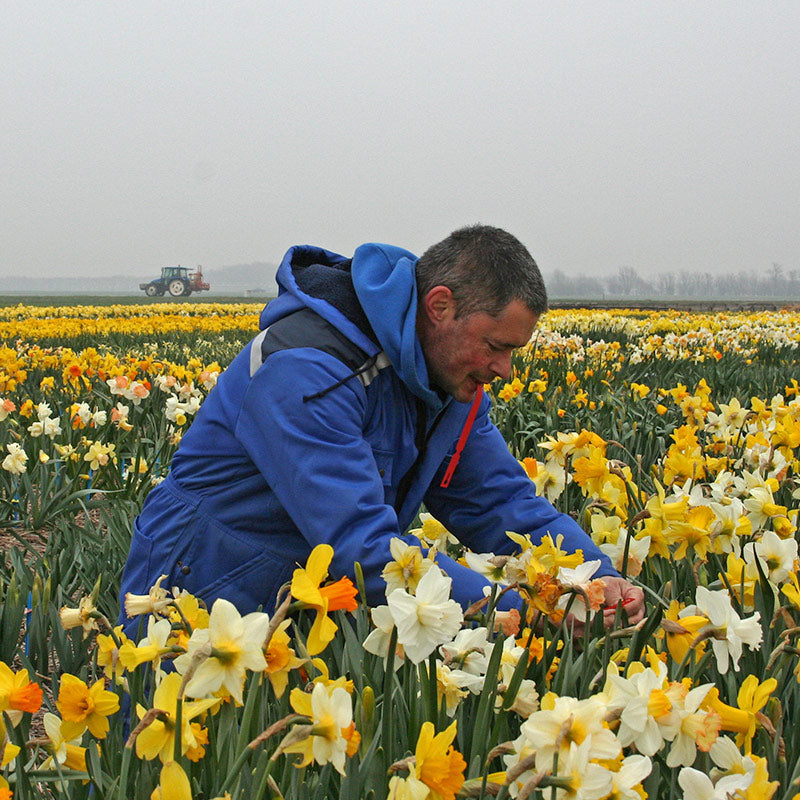 Fluwel veredeling Narcissen