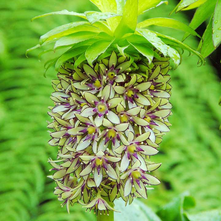 How to Plant Eucomis