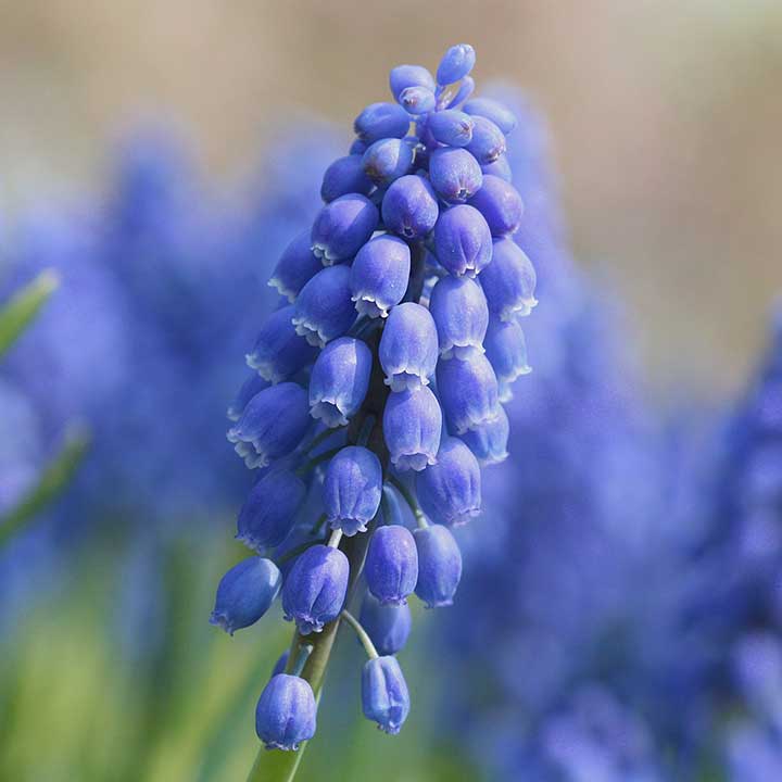 How to Plant Muscari Bulbs