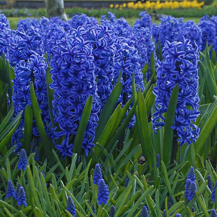 Hyacinth Bulbs Online