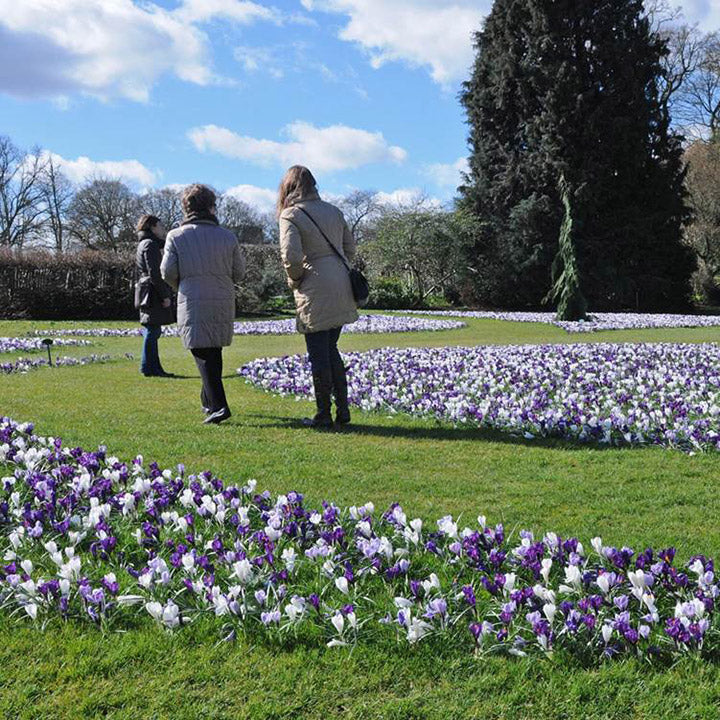 Crocus