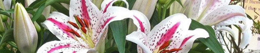 Lilies flowerbulbs