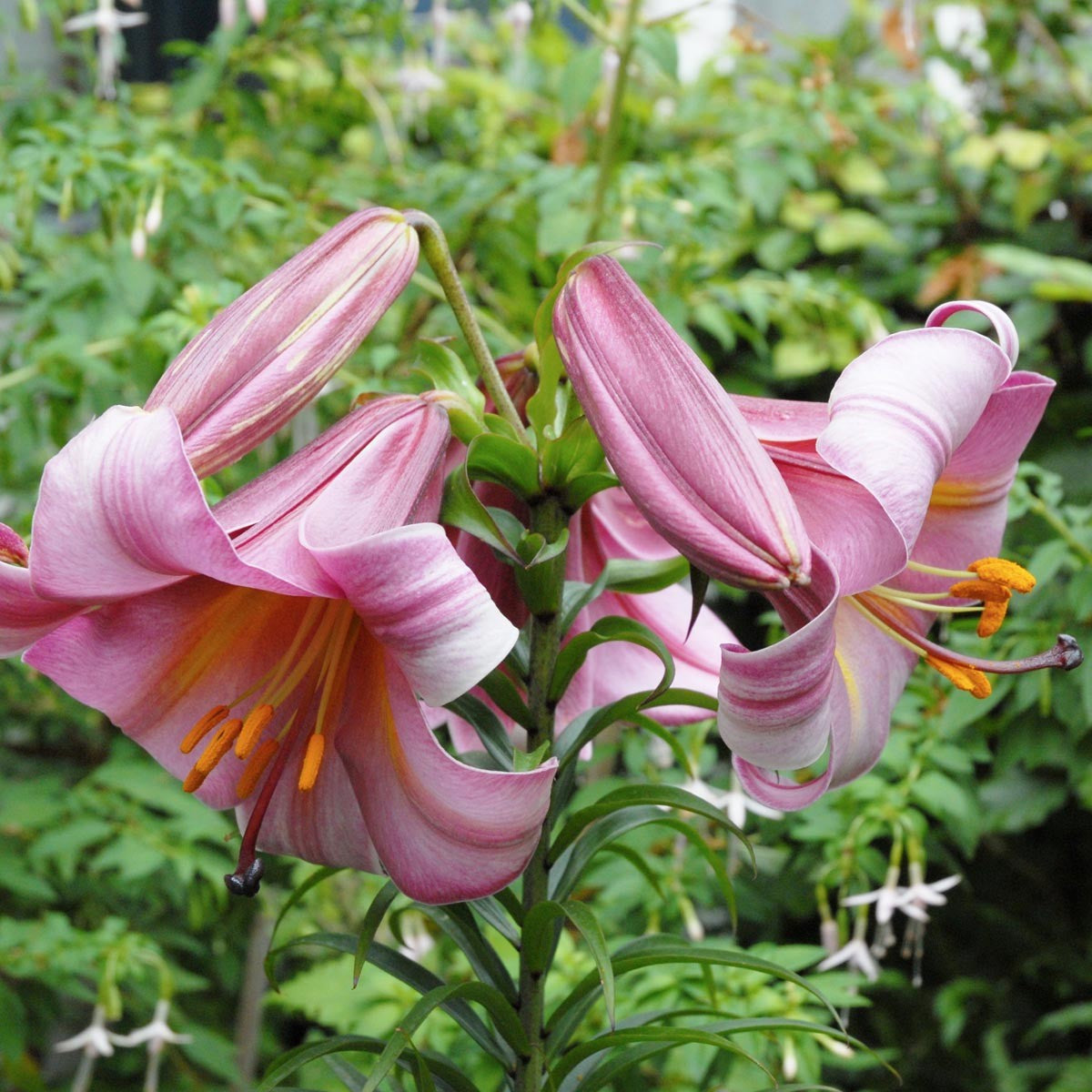 Lilies Online