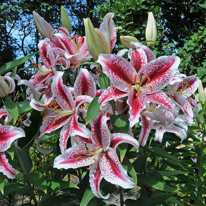 Lily bulbs