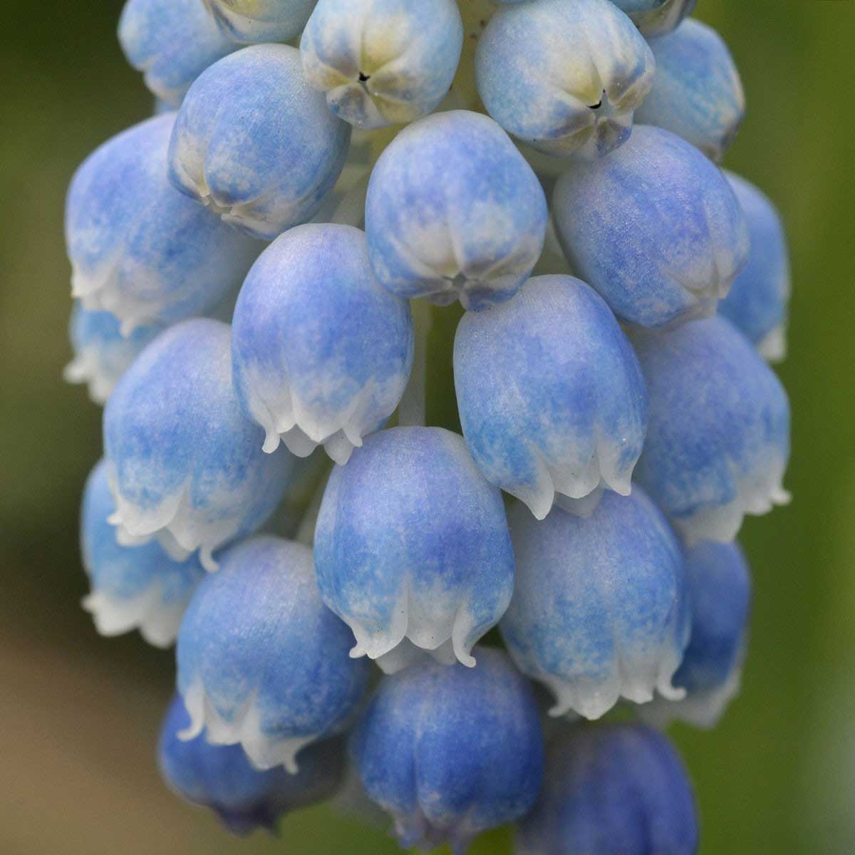 Muscari – A True Spring Flower