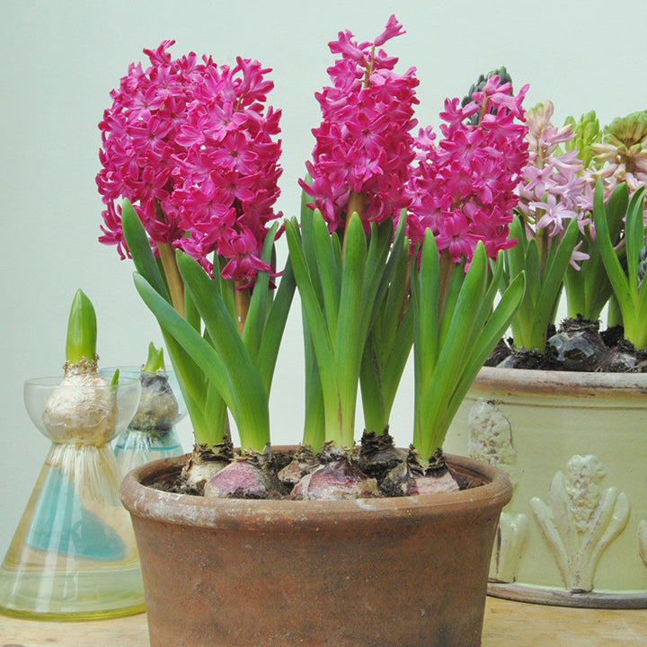 Order hyacinths online