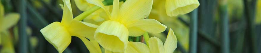 Planting Daffodil Bulbs