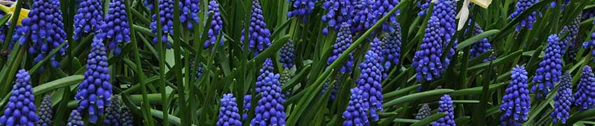 Planting Muscari Bulbs