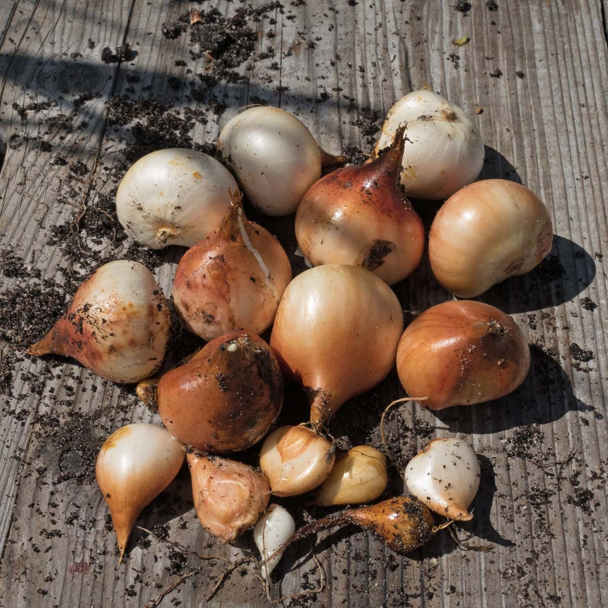 Gepelde tulpenbollen