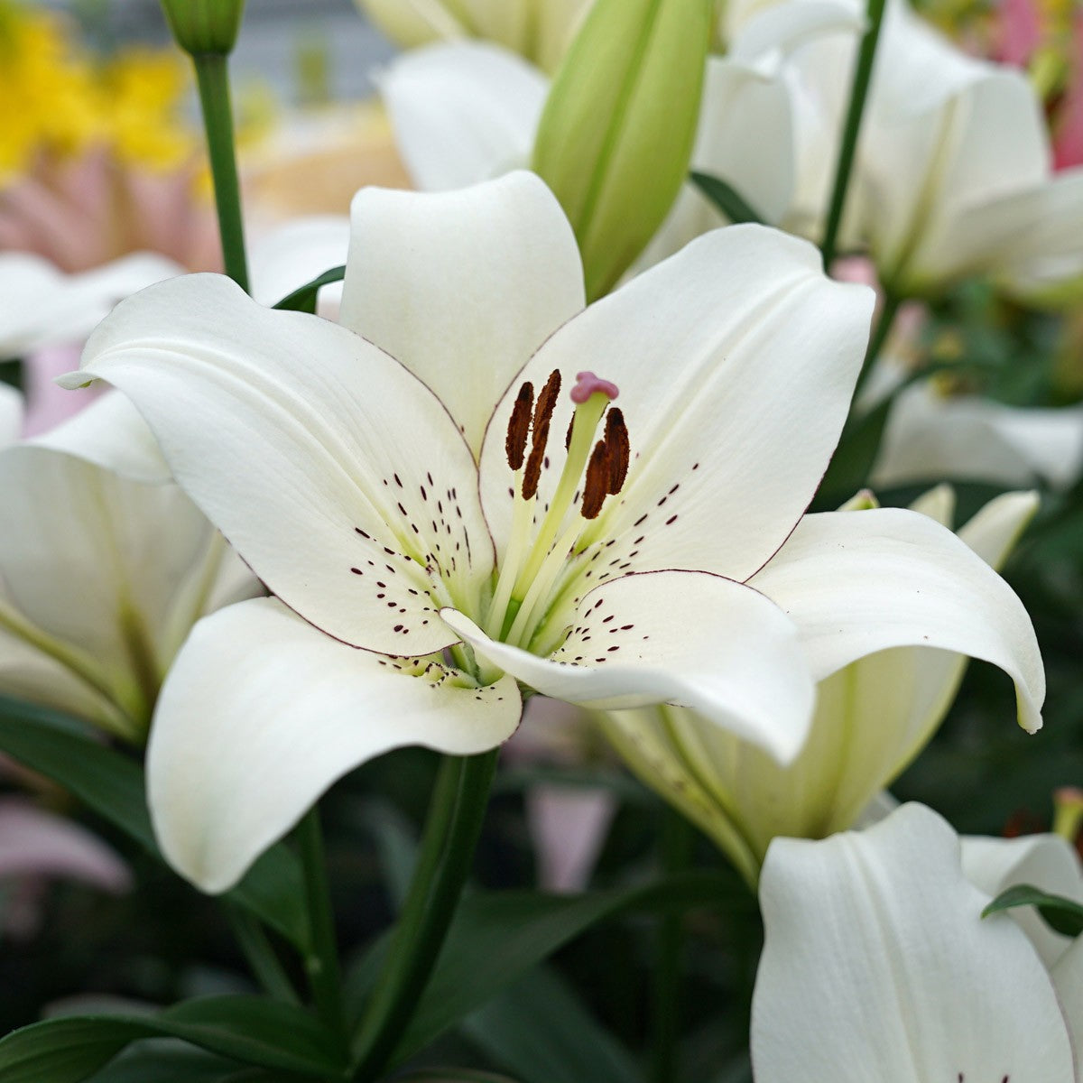 When and How do I Plant Lilies?