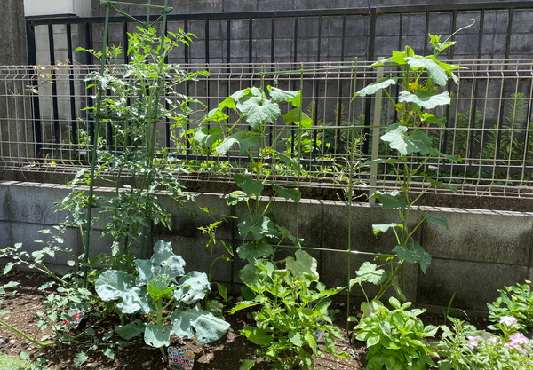 家庭菜園の様子