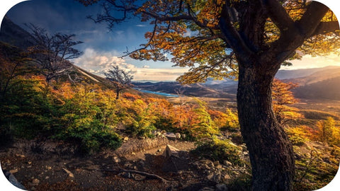 autumn trees in patagonia